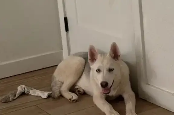 Lost: White Dog with Blue Eyes in AZ