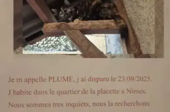 Chat perdu à Nîmes, Rue de l'Hôtel Dieu - photo