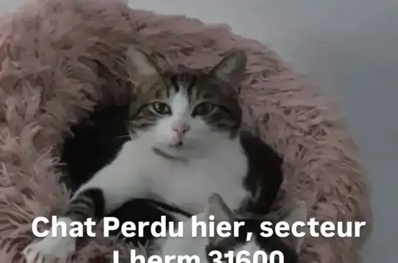 Chat perdu : Lucky, mâle sociable, Lherm - photo