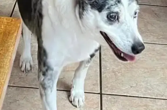 Lost Dog: White & Black, Dementia - Covington