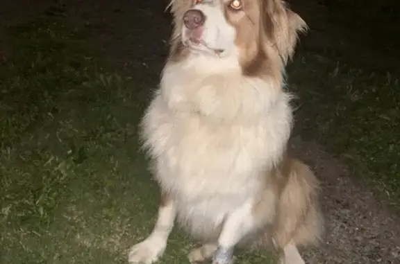 Chien trouvé , photo: Berger australien trouvé à Cancale