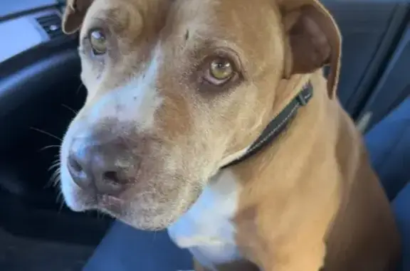 Found dog Dayton, photo: Found: 2 Dogs with Distinctive Collars