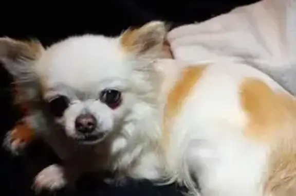 Chihuahua blanc et crème trouvé à Craon - photo