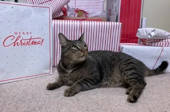 Lost Tabby in Bernal Heights: Help Find Her!