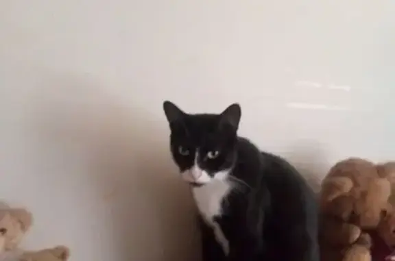 Lost and found pets Australia, photo: Lost Tuxedo Cats: Jonti & Mimi Missing