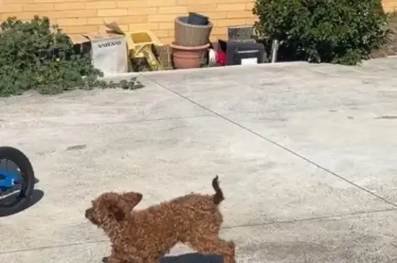 Lost Brown Dog, 2kg, Melbourne Area