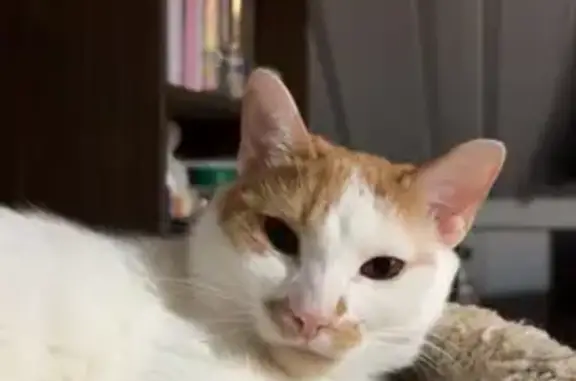 Lost Orange & White Cat on Pickle Rd 