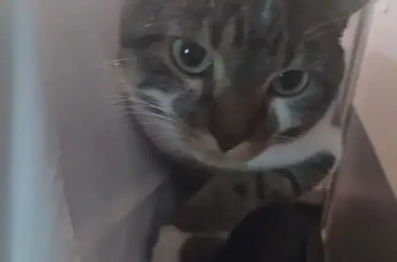Lost Striped Cat: Shy & Hides, 3120 Area
