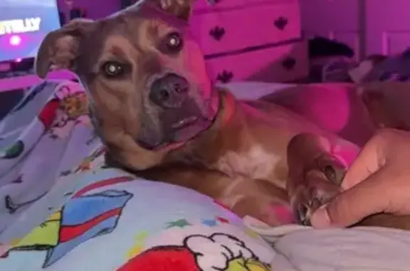 Lost Dog on Lamprey Rd: Big & Brown