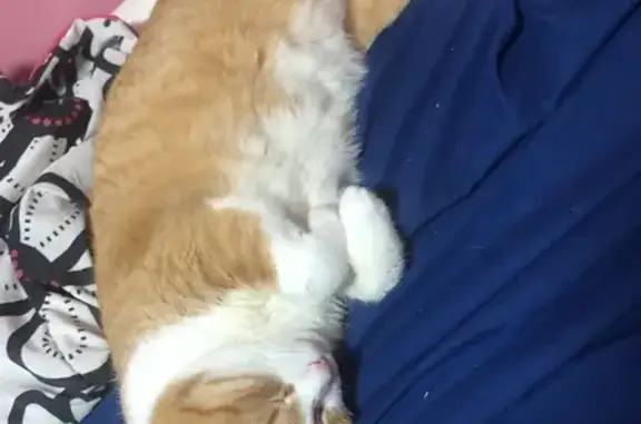 Lost: Orange Tabby with Candy Cane Tail