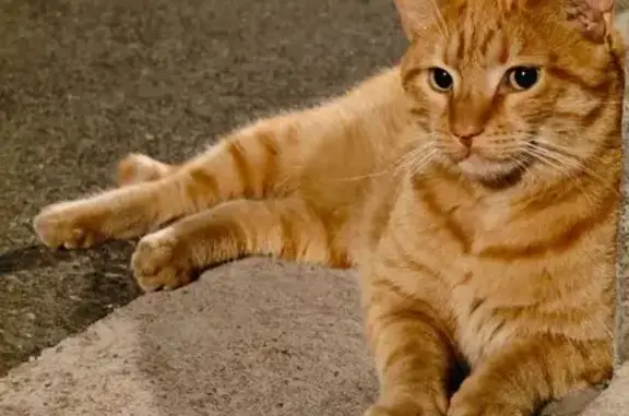 Animaux perdus Villeurbanne, photo: Chat roux perdu à Villeurbanne
