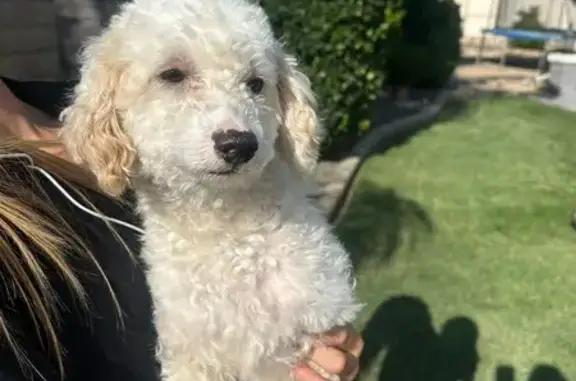Found dog California City, photo: Small White Dog Found in Murrieta, CA