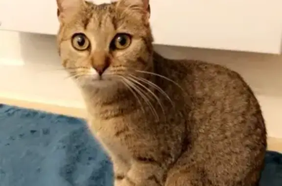 Chatte tigrée perdue, 1 an, Bourgneuf - photo