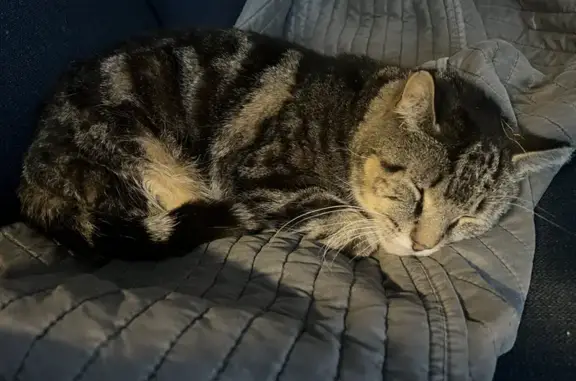 Lost Cat: Flea Collar, Snipped Ear, Brooklyn