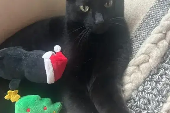Lost Black Cat on East 21st Street