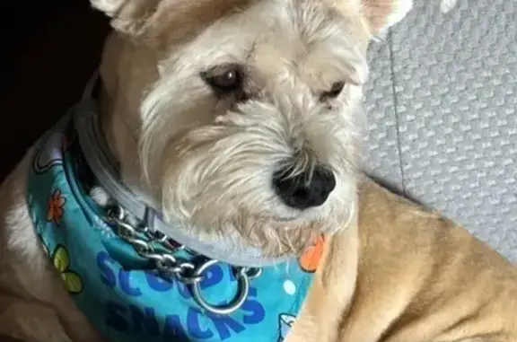 Missing: Tan Dog from SE 104th Terrace