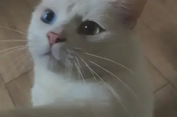 Animaux perdus , photo: Chat perdu : Rubis, blanc, yeux vairons