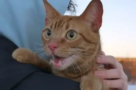 Lost Orange Cat in Courville Coachway