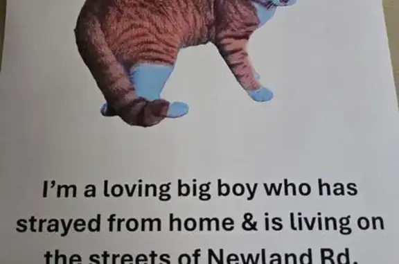 Found cat Hollins, photo: Friendly Large Male Cat Found on Newland