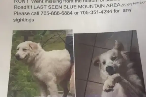 Shy Lost Dog Near Grey Road 19