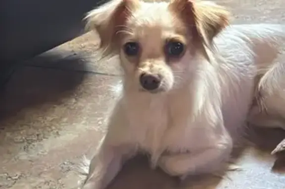 Found dog Phoenix, photo: Found Young Dog: White & Light Brown, Phoenix