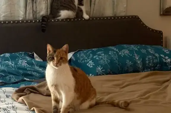 Lost Senior Calico Cat on Hwy 31