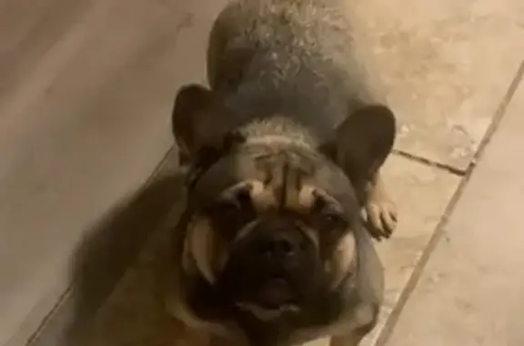 Lost Dog: Brown/Tan, Chaffee Dr, Fort Smith