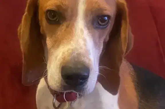 Missing dog Ridgefield, photo: Lost Beagle in Ridgefield: Help Find Him!