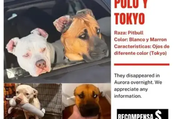 Lost White Pitbull with Color Eyes in Aurora
