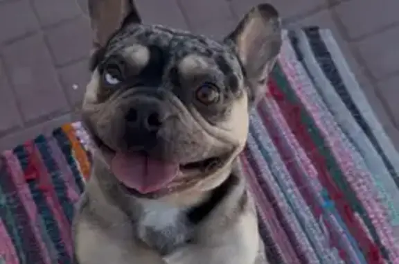 Lost Frenchie: Unique Eyes, Las Vegas