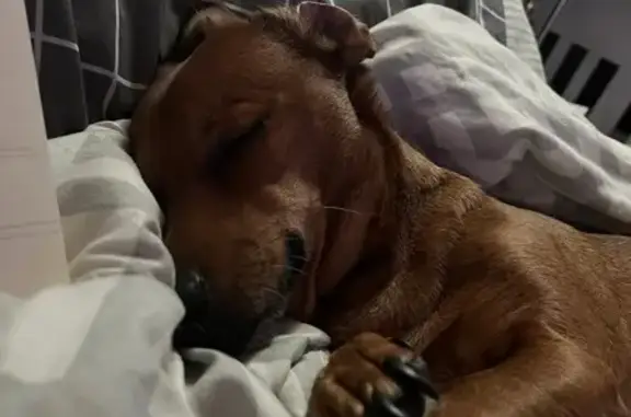 Missing Tan Dog: Friendly, No Collar