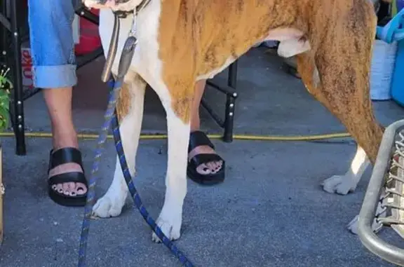 Found dog Albany, photo: Sweet Young Boxer Found in Albany