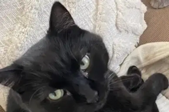 Animaux perdus La Cluse-et-Mijoux, photo: Chat perdu : Nemo, noir, Les Sedelles