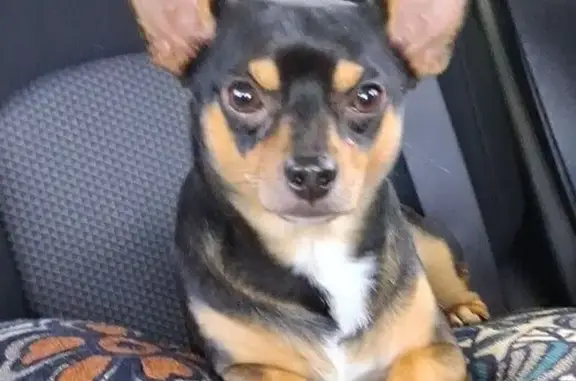 Missing dog Gardner, photo: Lost Skittish Chihuahua Mix in Waterford