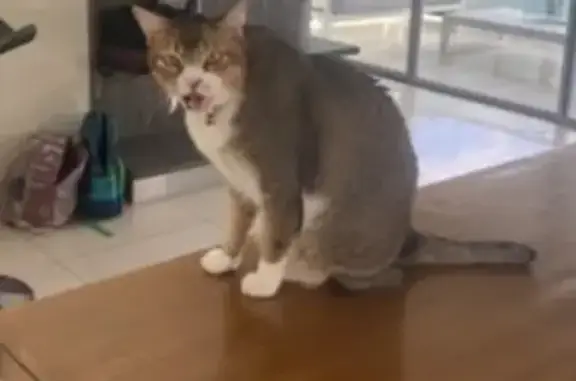 Missing cat Brisbane, photo: Lost Male Cat: Grace St, Red Hill