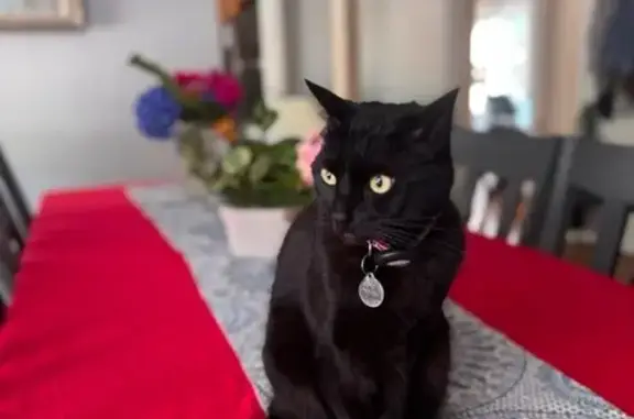Missing cat , photo: Lost Black Cat with Pink Collar - San Carlos