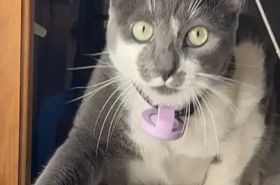 Lost Cat: Grey & White in Joliet Area