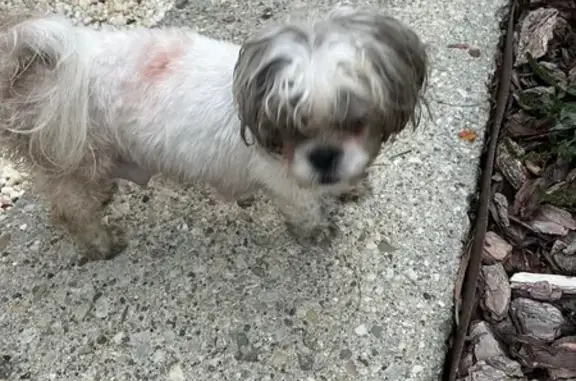 Found dog Columbus, photo: Friendly Dog Found on North Gould Rd