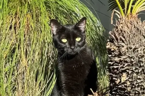 Lost Black Cat: Sweet, Shy, & Loved