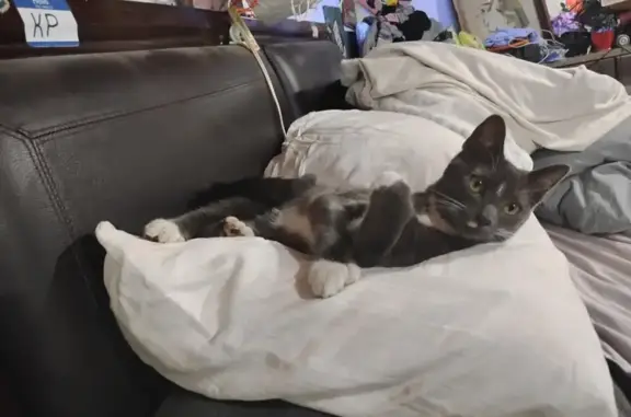 Missing cat Sioux Falls, photo: Lost Grey Cat: Unique Markings & Extra Toes