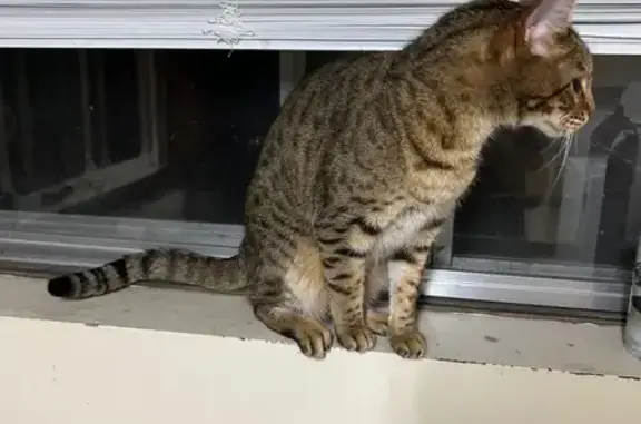 Found cat , photo: Friendly Spotted Cat Found on Summit Ave