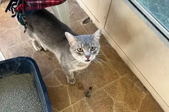 Found cat Lebanon, photo: Found Cat at St. Joseph Church, Lebanon
