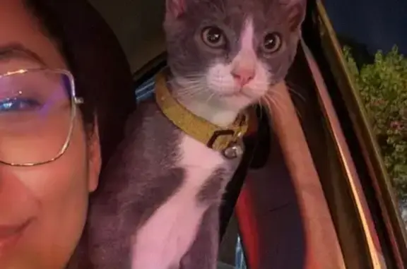 Gatito Gris y Blanco Perdido en Mérida