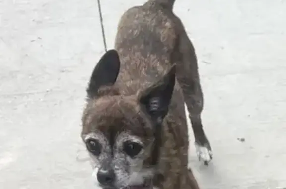 Missing dog Los Angeles, photo: Lost: Brindle Dog, Needs Medical Help