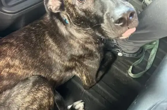 Lost Brindle Pitbull Retriever in Lacey