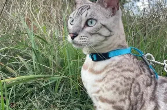 Chat perdu, , photo: Chat Bengal perdue à Julienne, récompense