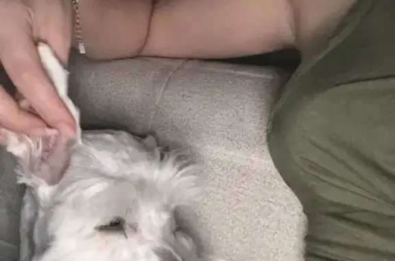 Lost Dog in Northglenn: Help Us Find Him!