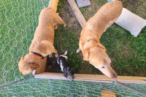 Found dog Easton, photo: Found Dog: Safe & Sound on 470th Ave
