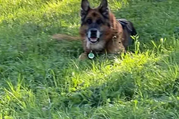 Chien perdu Monnetier-Mornex, photo : Chien perdu Salève, noir/marron, gentil