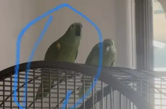 Lost and found pets Australia, photo: Lost Tame Bird: Help Find in Sydney!